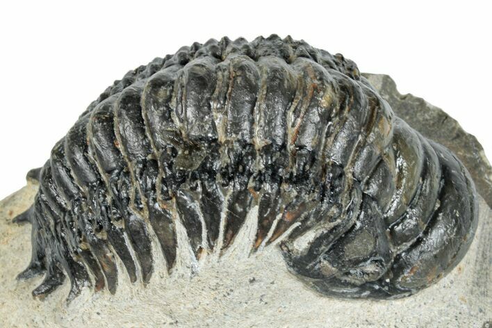 Bargain, Crotalocephalina Trilobite - Atchana, Morocco #273072